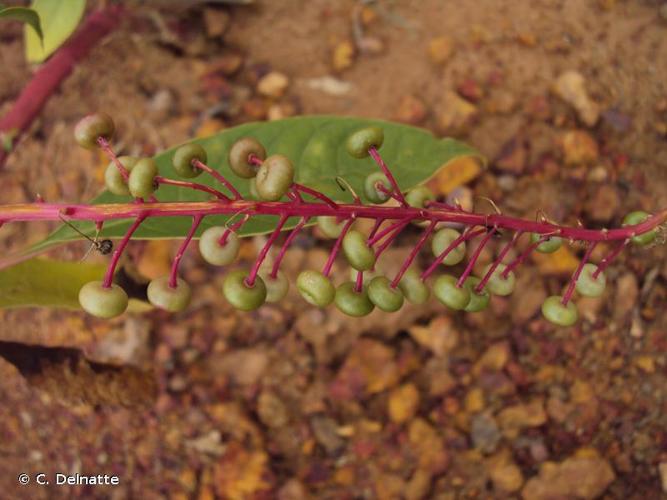 <i>Phytolacca rivinoides</i> Kunth & Bouché, 1849 © C. Delnatte