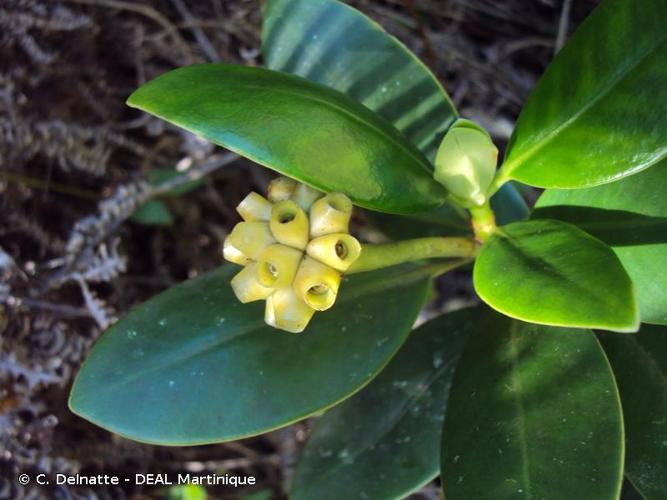 <i>Schradera exotica</i> (J.F.Gmel.) Standl., 1929 © C. Delnatte - DEAL Martinique