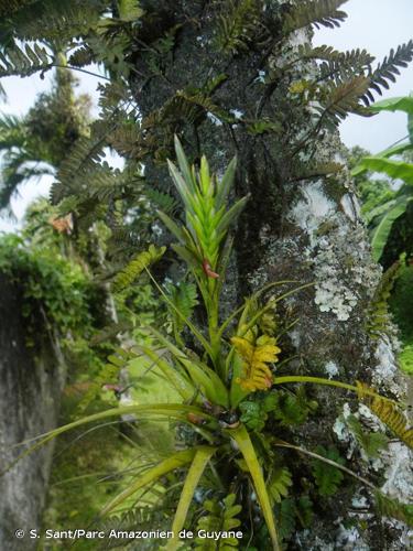 <i>Tillandsia polystachia</i> (L.) L., 1762 © S. Sant/Parc Amazonien de Guyane