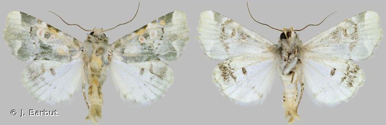 <i>Fracara viridata</i> (Stoll, 1782) © J. Barbut