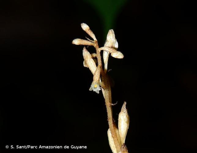 <i>Wullschlaegelia calcarata</i> Benth., 1881 © S. Sant/Parc Amazonien de Guyane