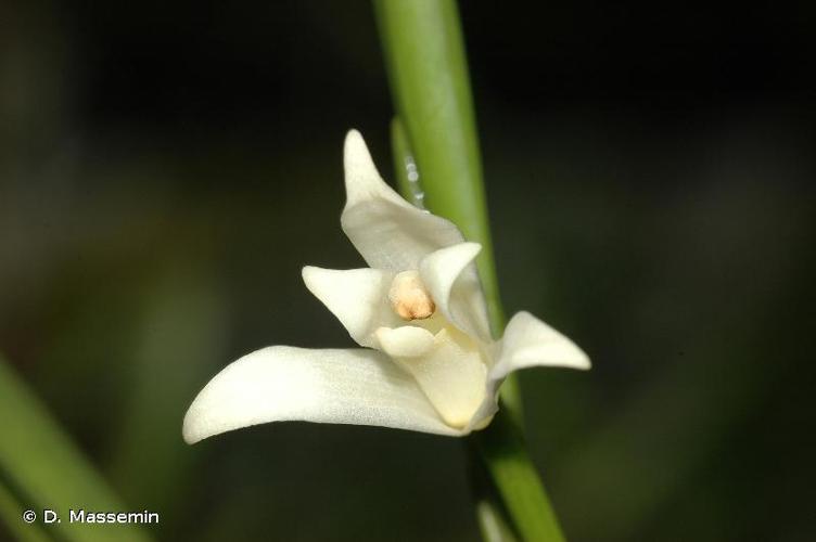 <i>Maxillariella alba</i> (Hook.) M.A.Blanco & Carnevali, 2007 © D. Massemin