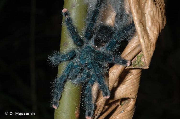 <i>Avicularia avicularia</i> (Linnaeus, 1758) © D. Massemin