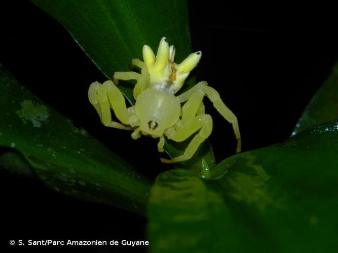 <i>Epicadus heterogaster</i> (Guérin, 1829) © S. Sant/Parc Amazonien de Guyane