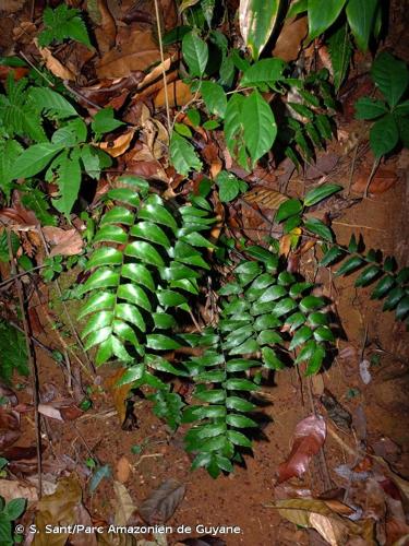 <i>Adiantum petiolatum</i> Desv., 1811 © S. Sant/Parc Amazonien de Guyane