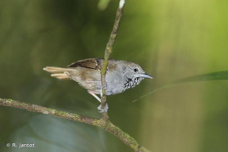 <i>Epinecrophylla gutturalis</i> (Sclater & Salvin, 1881) © R. Jantot