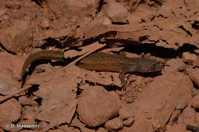 <i>Chatogekko amazonicus</i> (Andersson, 1918) © D. Massemin