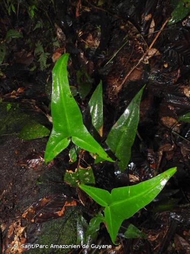 <i>Doryopteris sagittifolia</i> (Raddi) J.Sm. © S. Sant/Parc Amazonien de Guyane