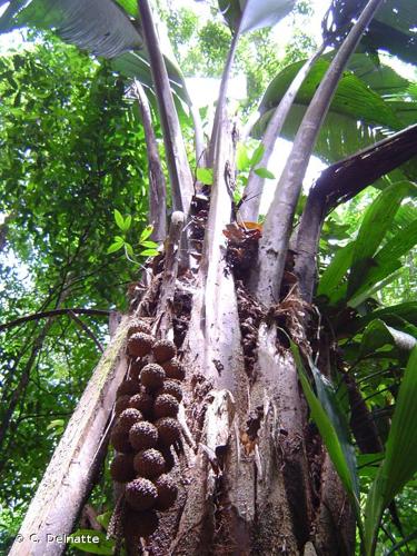 <i>Manicaria saccifera</i> Gaertn., 1791 © C. Delnatte