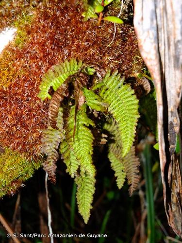 <i>Trichomanes crispum</i> L., 1753 © S. Sant/Parc Amazonien de Guyane