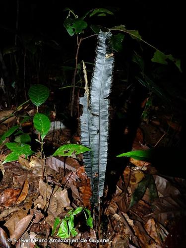 <i>Trichomanes vittaria</i> DC. ex Poir., 1808 © S. Sant/Parc Amazonien de Guyane