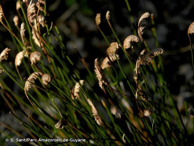 <i>Schizaea incurvata</i> Schkuhr, 1809 © S. Sant/Parc Amazonien de Guyane