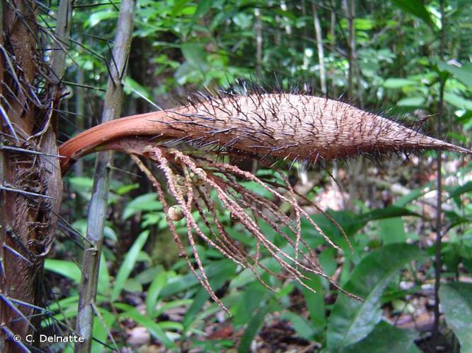 <i>Bactris constanciae</i> Barb.Rodr., 1875 © C. Delnatte