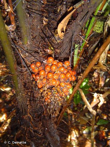 <i>Bactris pliniana</i> Granv. & A.J.Hend., 1994 © C. Delnatte