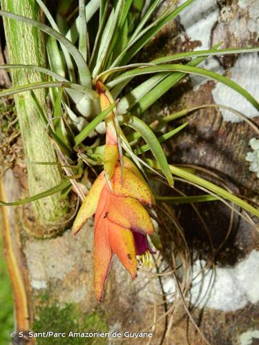 <i>Tillandsia kegeliana</i> Mez, 1896 © S. Sant/Parc Amazonien de Guyane