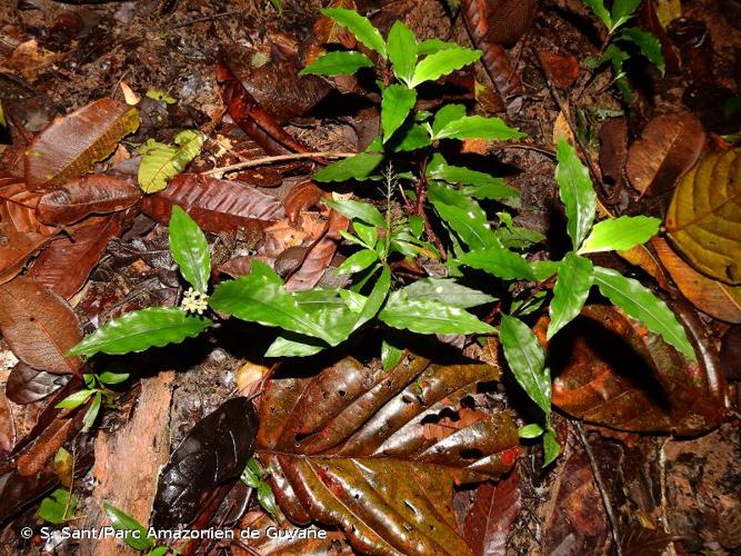 <i>Floscopa peruviana</i> Hassk. ex C.B.Clarke, 1881 © S. Sant/Parc Amazonien de Guyane