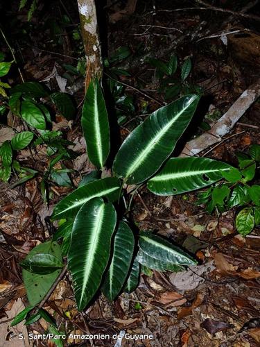 <i>Heliconia densiflora</i> B.Verl., 1869 © S. Sant/Parc Amazonien de Guyane