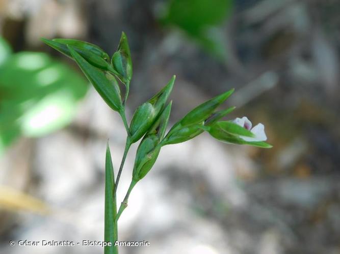 <i>Thalia geniculata</i> L., 1753 © César Delnatte - Biotope Amazonie