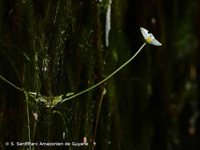 <i>Mayaca longipes</i> Mart. ex Seub., 1855 © S. Sant/Parc Amazonien de Guyane