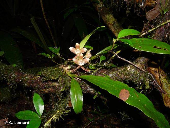 <i>Batemannia colleyi</i> Lindl., 1834 © G. Léotard