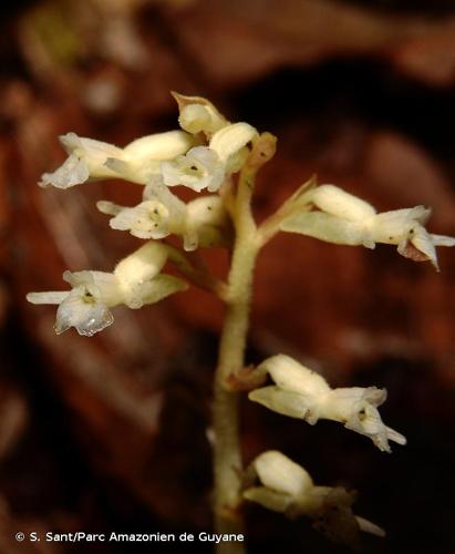 <i>Degranvillea dermaptera</i> Determann, 1985 © S. Sant/Parc Amazonien de Guyane