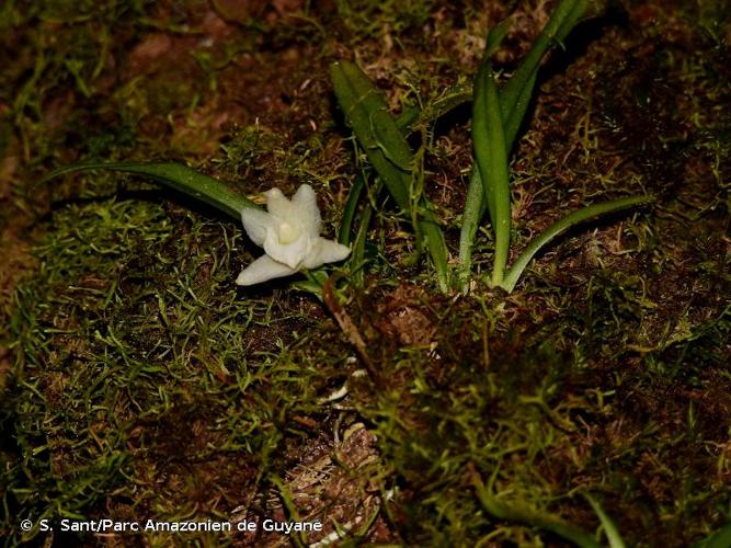 <i>Kefersteinia lafontainei</i> Senghas & G.Gerlach, 1990 © S. Sant/Parc Amazonien de Guyane