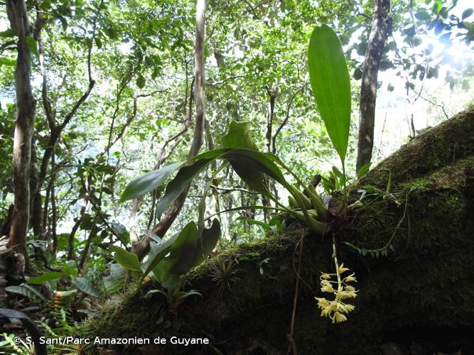 <i>Xylobium foveatum</i> (Lindl.) G.Nicholson, 1887 © S. Sant/Parc Amazonien de Guyane