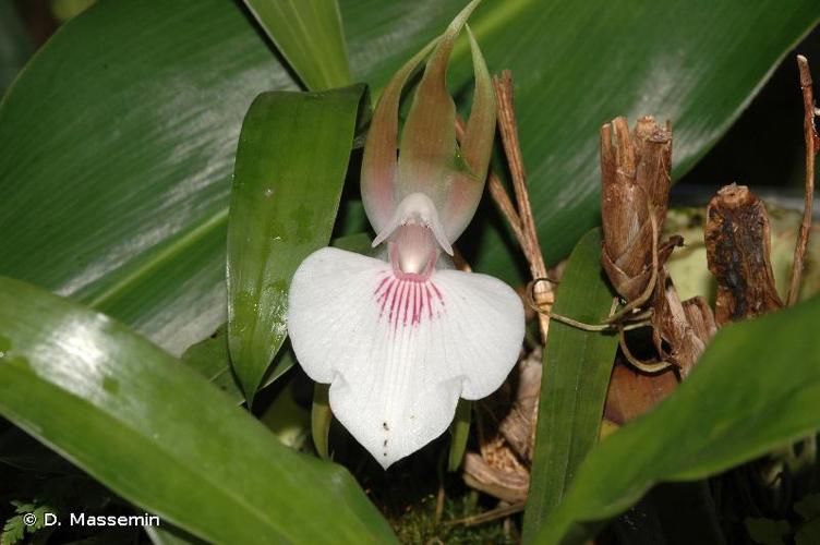 <i>Zygosepalum labiosum</i> (Rich.) Garay, 1967 © D. Massemin