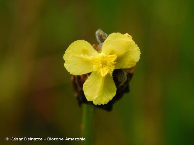 <i>Xyris jupicai</i> Rich., 1792 © César Delnatte - Biotope Amazonie