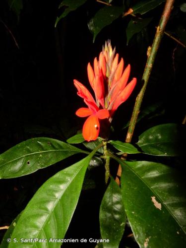 <i>Aphelandra aurantiaca</i> (Scheidw.) Lindl., 1845 © S. Sant/Parc Amazonien de Guyane