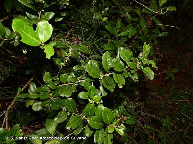 <i>Ilex guianensis</i> (Aubl.) Kuntze, 1891 © S. Sant/ Parc Amazonien de Guyane