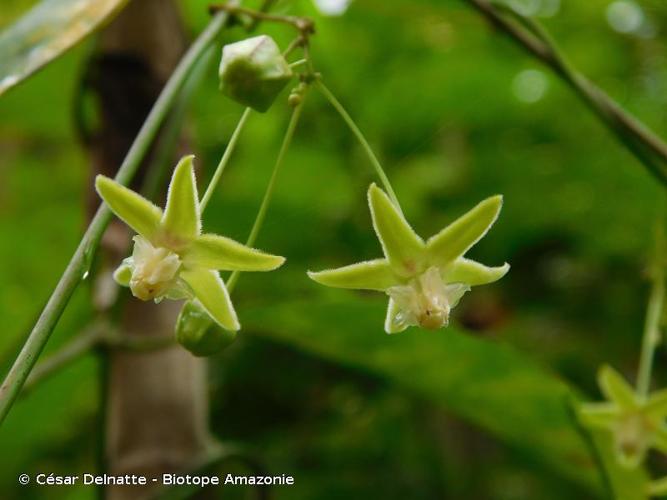 <i>Matelea cremersii</i> Morillo, 1991 © César Delnatte - Biotope Amazonie