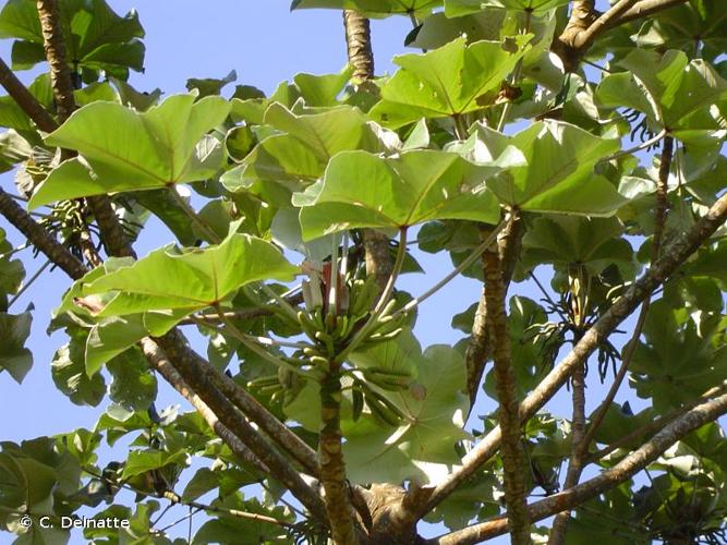 <i>Cecropia obtusa</i> Trécul, 1847 © C. Delnatte