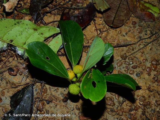 <i>Coussapoa angustifolia</i> Aubl., 1775 © S. Sant/Parc Amazonien de Guyane