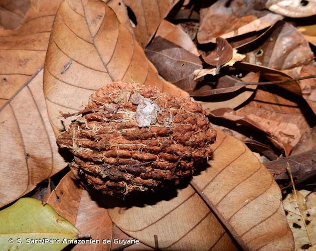 <i>Parinari montana</i> Aubl., 1775 © S. Sant/Parc Amazonien de Guyane