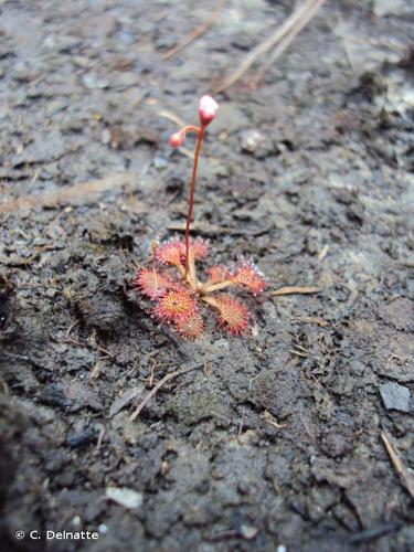 <i>Drosera capillaris</i> Poir., 1804 © C. Delnatte