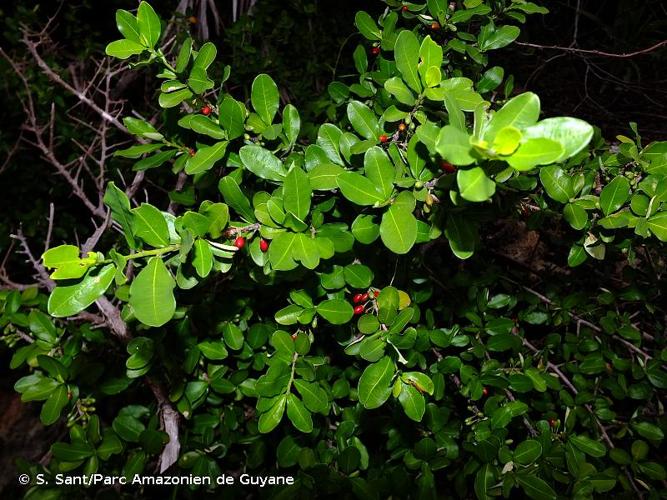 <i>Erythroxylum cumanense</i> Kunth, 1821 © S. Sant/Parc Amazonien de Guyane