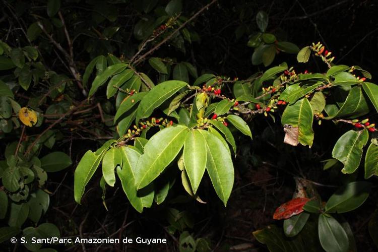 <i>Erythroxylum kapplerianum</i> Peyr., 1878 © S. Sant/Parc Amazonien de Guyane