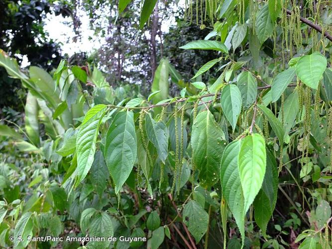 <i>Acalypha diversifolia</i> Jacq., 1797 © S. Sant/Parc Amazonien de Guyane