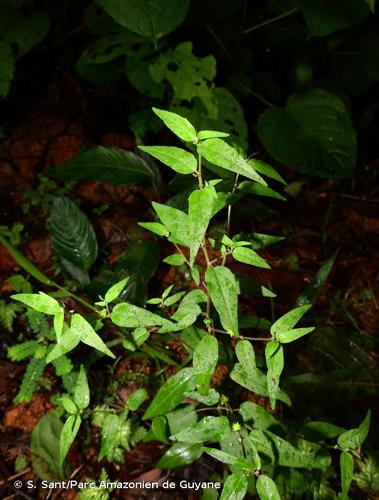 <i>Microstachys corniculata</i> (Vahl) Griseb., 1859 © S. Sant/Parc Amazonien de Guyane