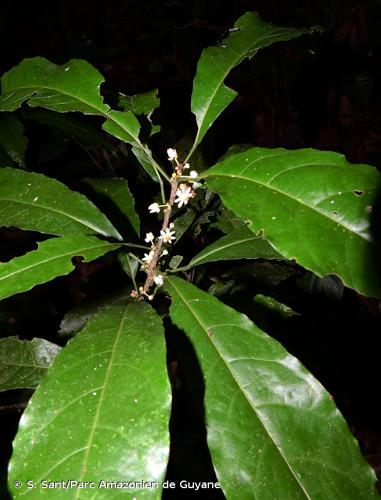 <i>Carpotroche surinamensis</i> Uittien, 1926 © S. Sant/Parc Amazonien de Guyane