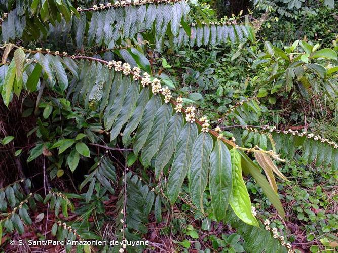 <i>Casearia rusbyana</i> Briq., 1898 © S. Sant/Parc Amazonien de Guyane