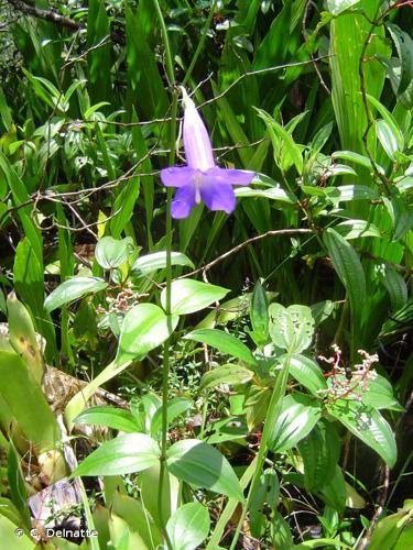 <i>Chelonanthus purpurascens</i> (Aubl.) Struwe, S.Nilsson & V.A.Albert, 1998 © C. Delnatte