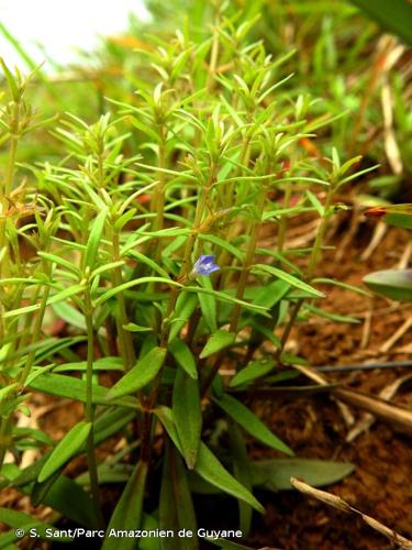 <i>Neurotheca loeselioides</i> (Spruce ex Progel) Baill., 1889 © S. Sant/Parc Amazonien de Guyane