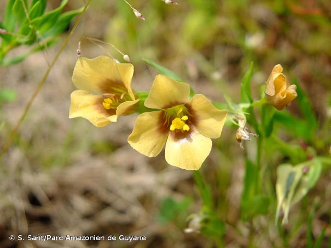 <i>Schultesia guianensis</i> (Aubl.) Malme, 1904 © S. Sant/Parc Amazonien de Guyane