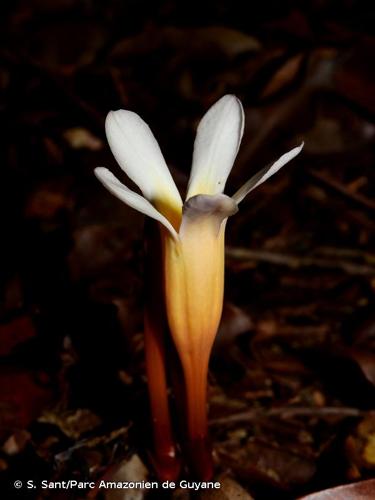 <i>Voyria clavata</i> Splitg., 1840 © S. Sant/Parc Amazonien de Guyane