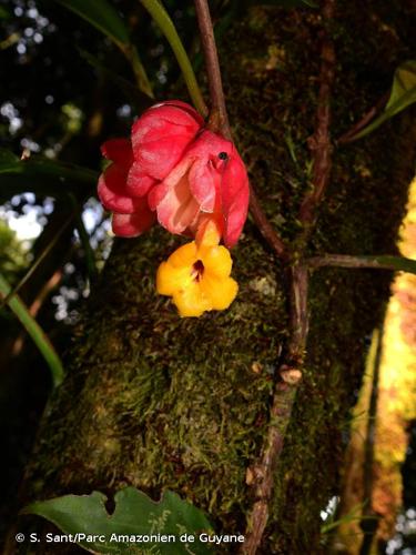 <i>Drymonia coccinea</i> (Aubl.) Wiehler, 1973 © S. Sant/Parc Amazonien de Guyane