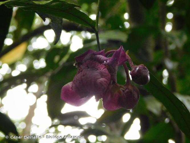 <i>Eschweilera pedicellata</i> (Rich.) S.A.Mori, 1987 © César Delnatte - Biotope Amazonie