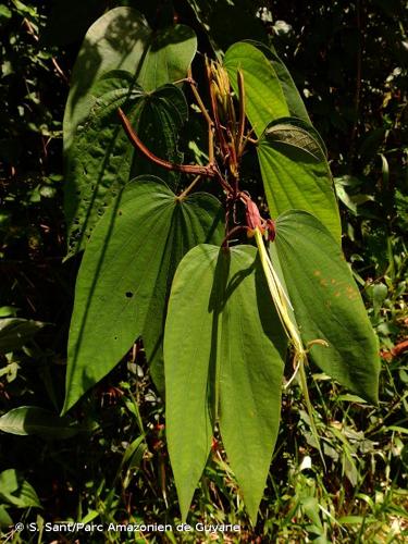 <i>Bauhinia longicuspis</i> Spruce ex Benth., 1870 © S. Sant/Parc Amazonien de Guyane