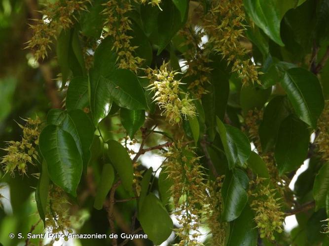 <i>Crudia tomentosa</i> (Aubl.) J.F.Macbr., 1919 © S. Sant/ Parc Amazonien de Guyane